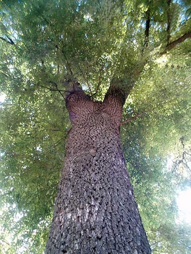 Arbol