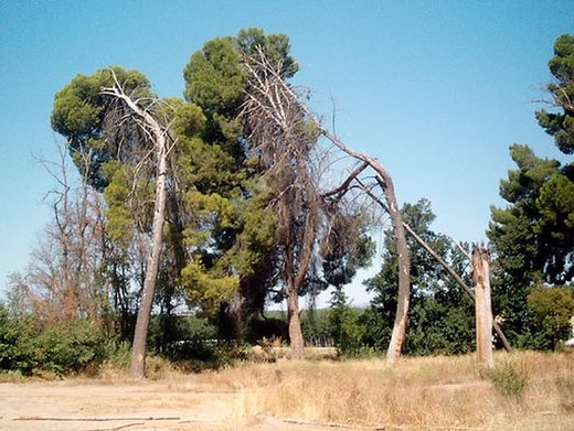 Pinos buscando el suelo