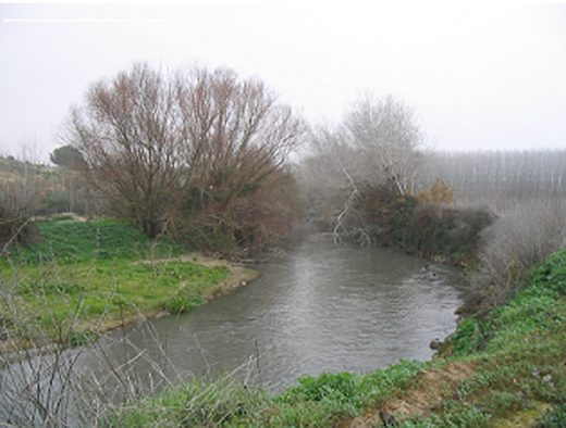 Tramo del Genil en Febrero de 2004 (foto de Lourdes Millan)