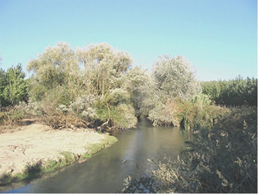 Tramo del Genil en Octubre de 2004 (Foto de Lourdes millan)