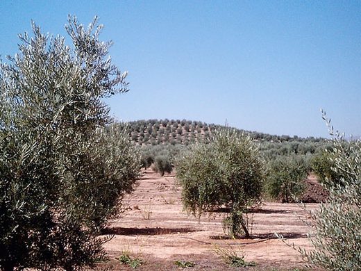 Olivos